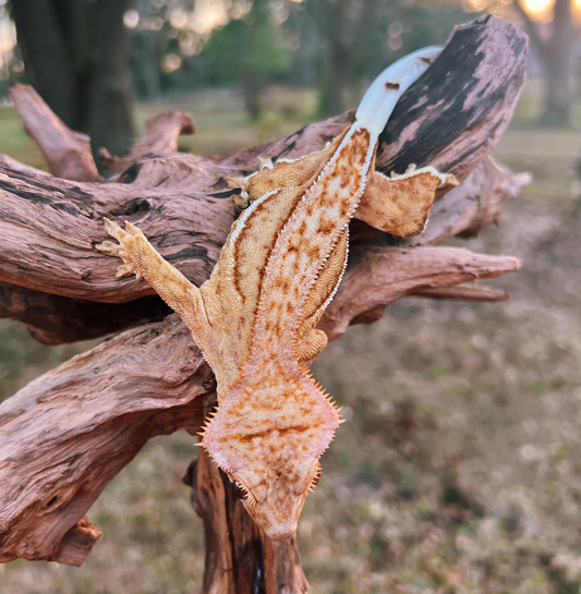 Peanut 🥜💕 - Yellow Emptyback Female with Peach Pinning/Fringe