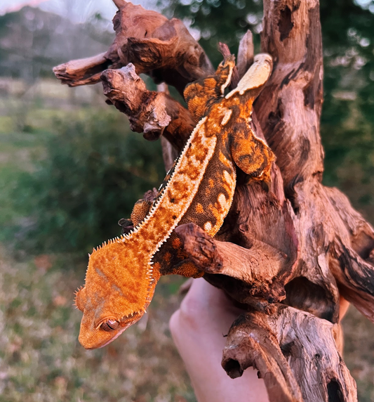 Bun Bo Hue 🍜 - Tangerine Empty Back Softscale Tri