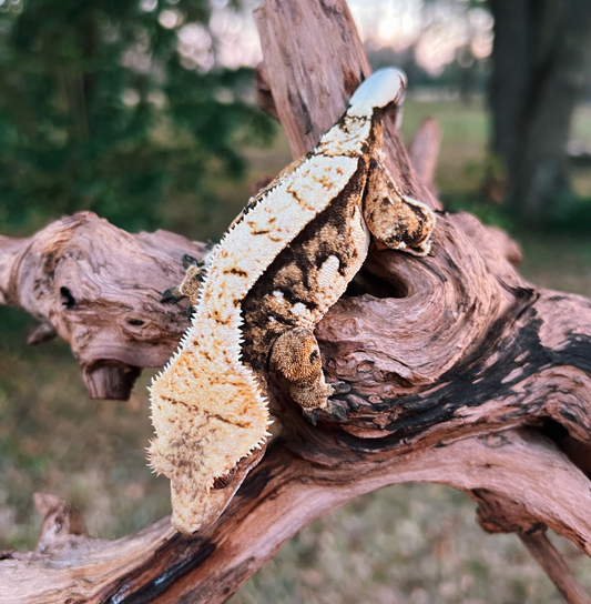 Pumpkin Spice 🎃 - Creamy Tricolor Female